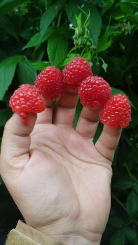 Zmeură proaspătă